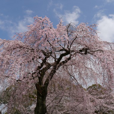 醍醐寺