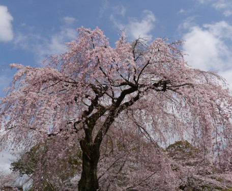 醍醐寺