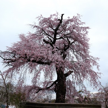 円山公園