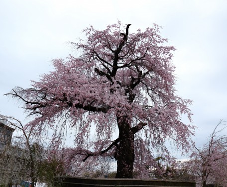 円山公園