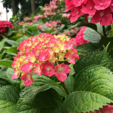 宇治植物園