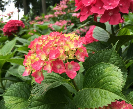 宇治植物園