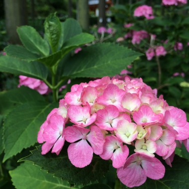 宇治植物園