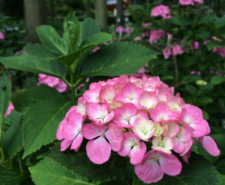 宇治植物園