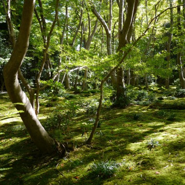 苔寺