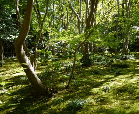 苔寺