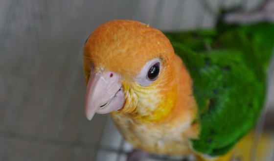 シロハラインコ