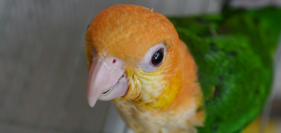 シロハラインコ